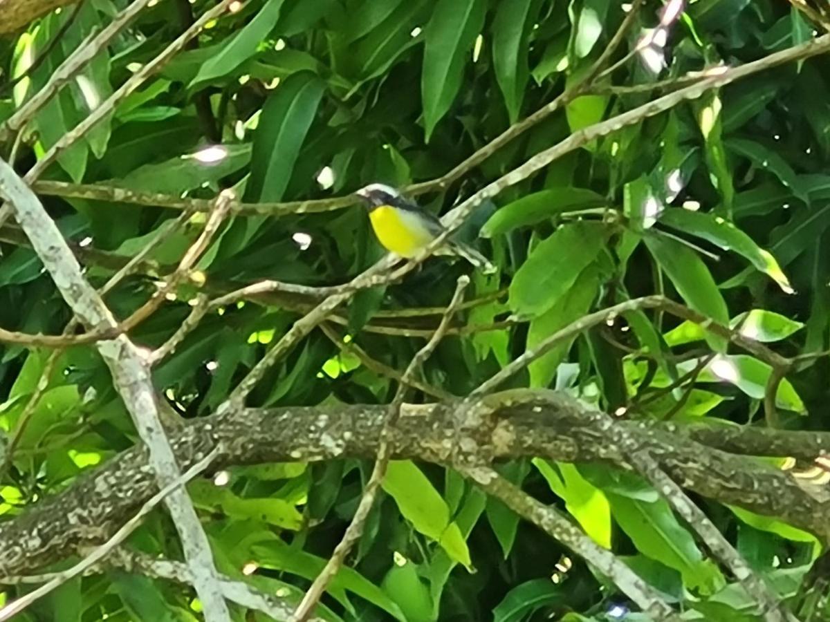 La Kaz Nature Bien-Etre Petit-Bourg Ngoại thất bức ảnh
